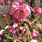 Japanese apricot #152 nn; LHB p. 541, 95-44-14, "Classical name o