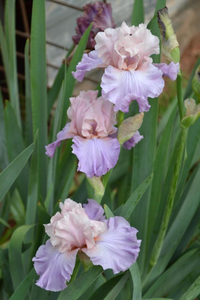 Photo of Tall Bearded Iris (Iris 'Venita Faye') uploaded by Beckyree8
