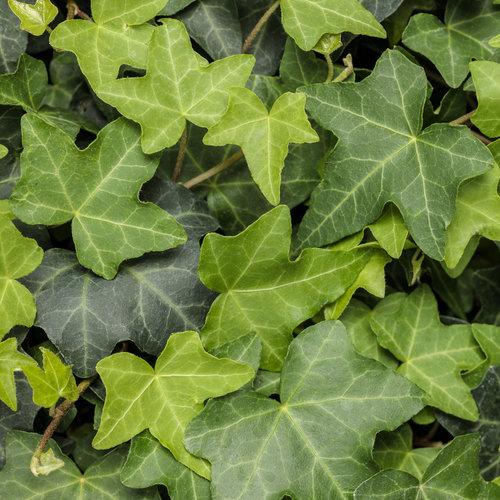 Photo of English Ivy (Hedera helix Patricia®) uploaded by Calif_Sue