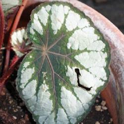 Location: Nationale Plantentuin Meise (Botanical Garden near Brussels)
Date: 2023-01-17
Labelled: Begonia 'Königers Auslese' to which I cannot find any 