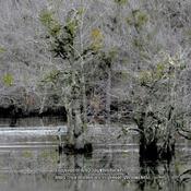 Water Tupelo #366 (mallard ducks far left, greens in trees are mi