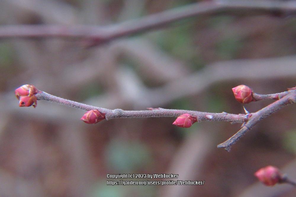 Photo of Highbush Blueberry (Vaccinium corymbosum) uploaded by WebTucker