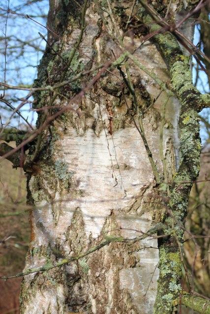Photo of Silver Birch (Betula pendula) uploaded by RuuddeBlock