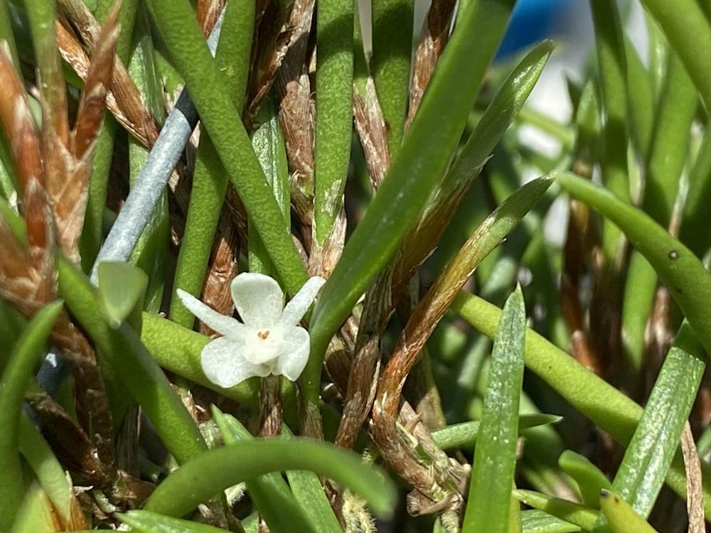 Photo of Orchid (Ceratostylis philippinensis) uploaded by Ursula