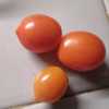 Dwarf Tomato (Solanum lycopersicum 'Laura #5') grape-like, long a