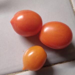Dwarf Tomato (Solanum lycopersicum 'Laura #5') grape-like, long a