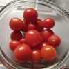 Micro Dwarf Tomato (Solanum lycopersicum 'Baby'), ripe toms .5 to