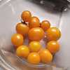 Micro Dwarf Tomato (Solanum lycopersicum 'Venus') ripe toms deep 