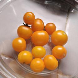 Location: Eagle Bay, New York
Date: 1 Feb 2023
Micro Dwarf Tomato (Solanum lycopersicum 'Venus') ripe toms deep 