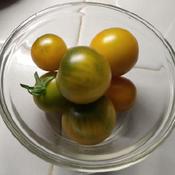 Micro Dwarf Tomato (Solanum lycopersicum 'Fat Frog') ripe toms, 1