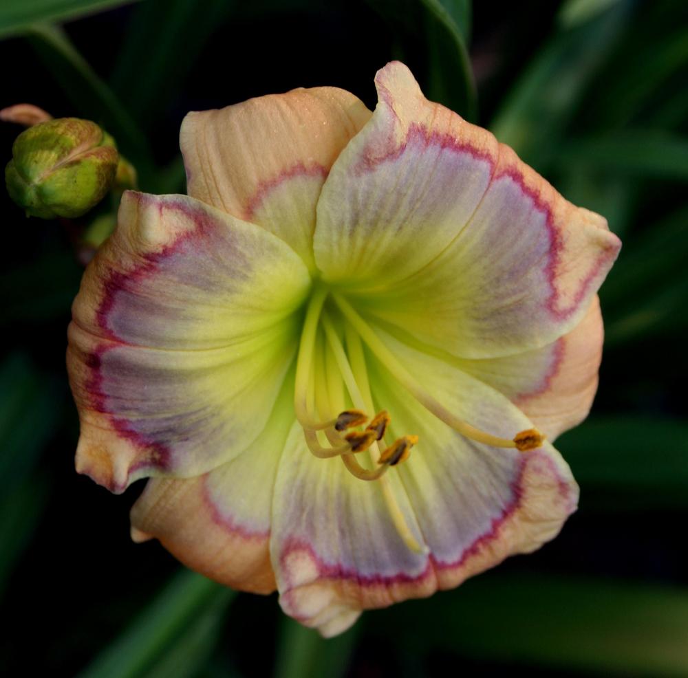 Photo of Daylily (Hemerocallis 'Out of the Blue') uploaded by floota