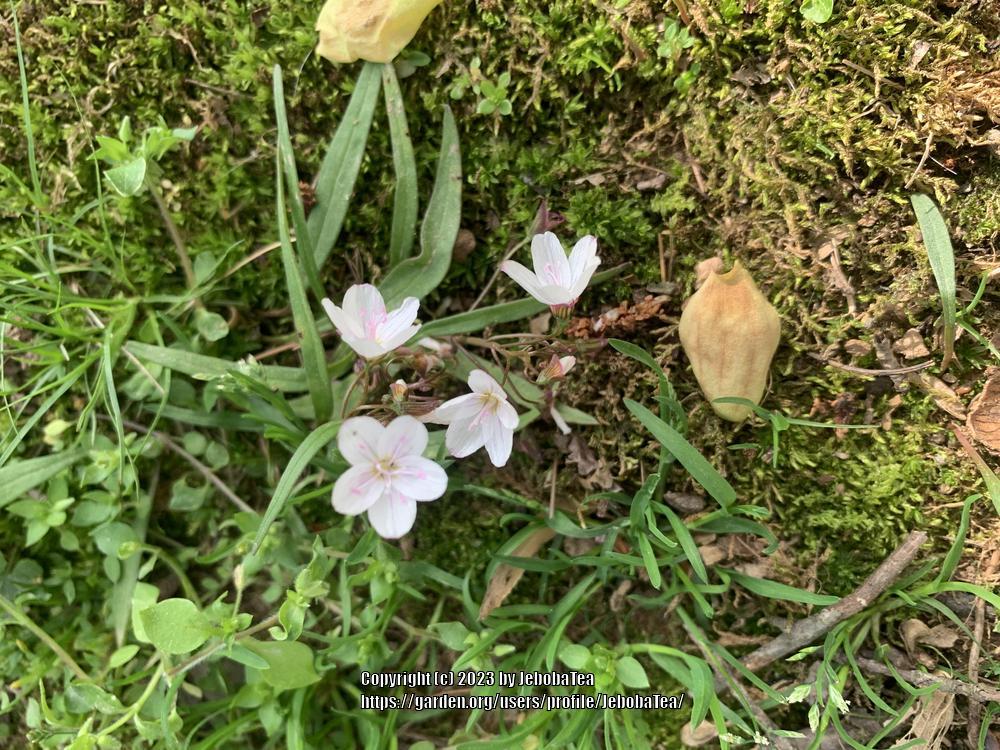 Photo of Spring Beauty (Claytonia virginica) uploaded by JebobaTea