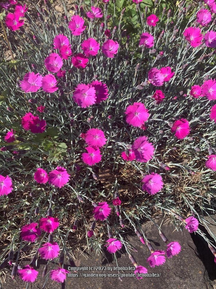 Photo of Cheddar Pink (Dianthus gratianopolitanus 'Feuerhexe') uploaded by JebobaTea
