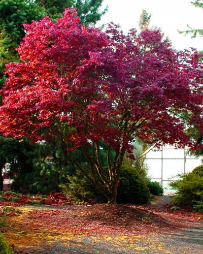 Photo of Japanese Maple (Acer palmatum var. amoenum 'Bloodgood') uploaded by Joy