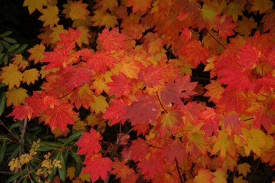 Photo of Vine Maple (Acer circinatum 'Pacific Fire') uploaded by Joy