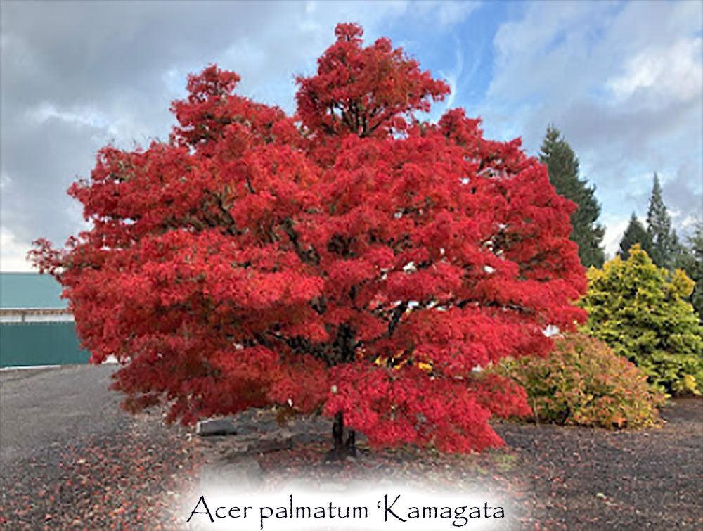Photo of Japanese Maple (Acer palmatum 'Kamagata') uploaded by Joy