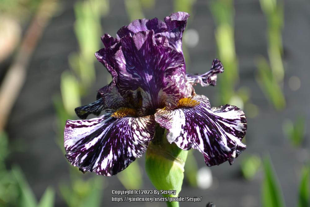 Photo of Tall Bearded Iris (Iris 'Peggy Anne') uploaded by Serjio
