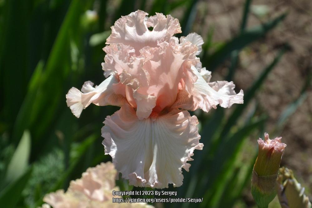 Photo of Tall Bearded Iris (Iris 'Picture Book') uploaded by Serjio