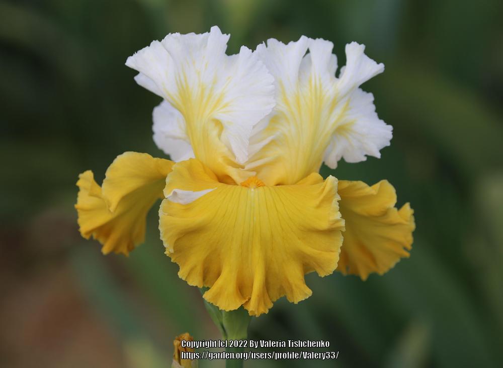 Photo of Tall Bearded Iris (Iris 'Quantum Light') uploaded by Valery33