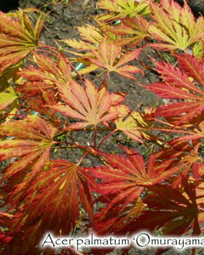 Photo of Japanese Maple (Acer palmatum 'Omure Yama') uploaded by Joy