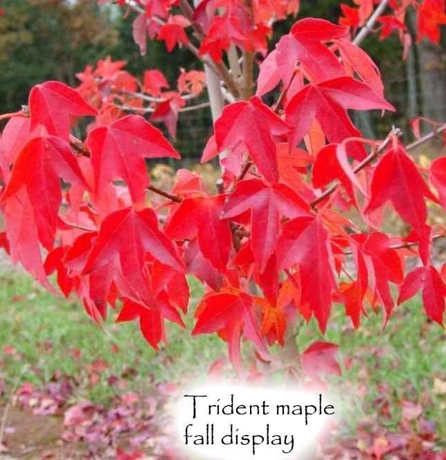 Photo of Trident Maple (Acer buergerianum) uploaded by Joy