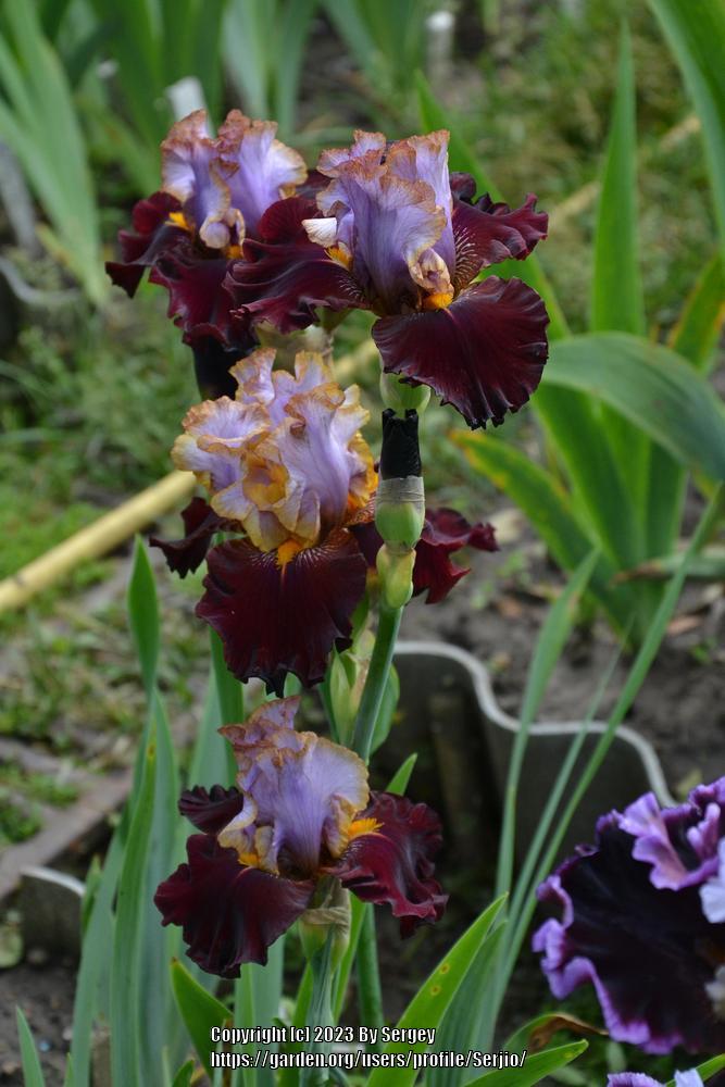 Photo of Tall Bearded Iris (Iris 'Plot Line') uploaded by Serjio