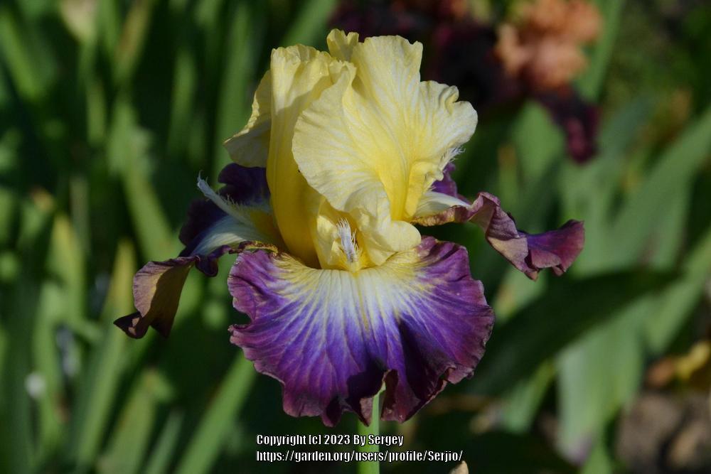 Photo of Tall Bearded Iris (Iris 'Point of No Return') uploaded by Serjio