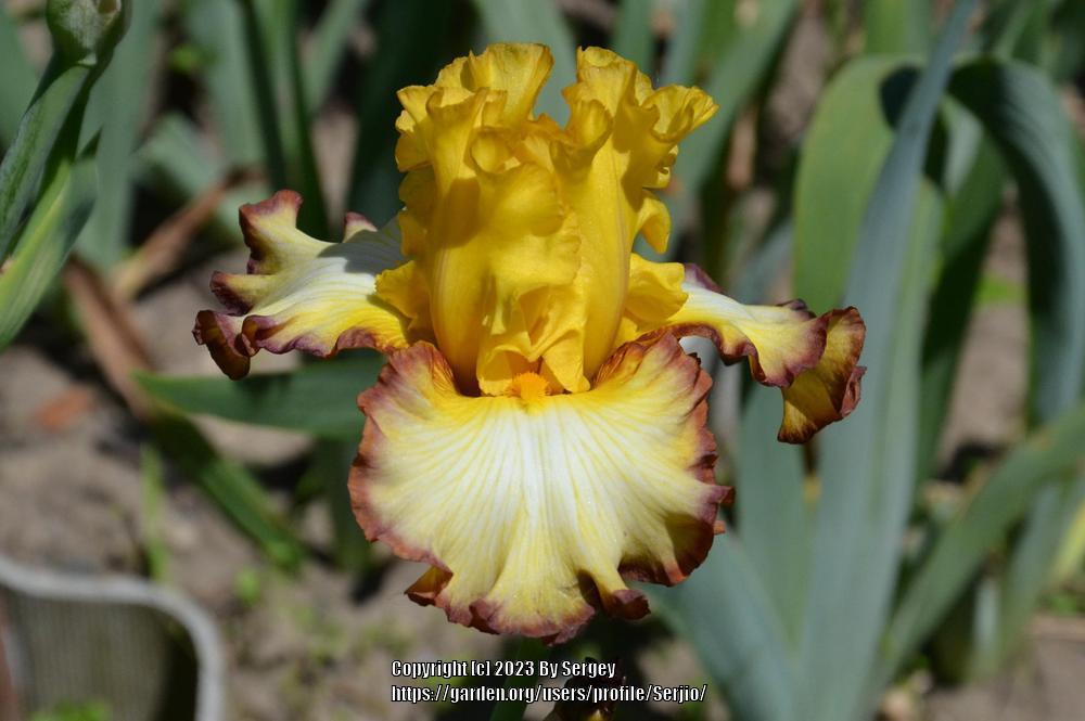 Photo of Tall Bearded Iris (Iris 'Rare Coin') uploaded by Serjio