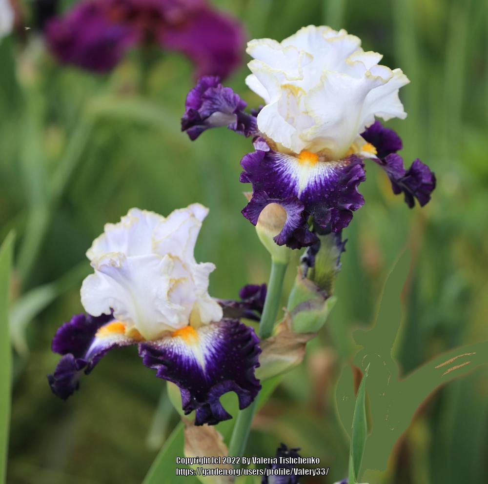 Photo of Tall Bearded Iris (Iris 'Publicity Stunt') uploaded by Valery33