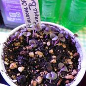 Basil (Ocimum basilicum 'Purple Opal') heirloom, separate to indi