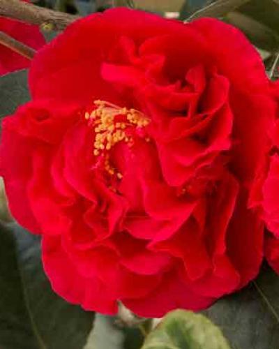 Photo of Japanese Camellia (Camellia japonica 'Kramer's Supreme') uploaded by Joy