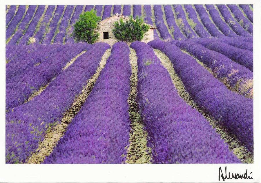 Photo of Lavender (Lavandula x intermedia 'Provence') uploaded by Joy
