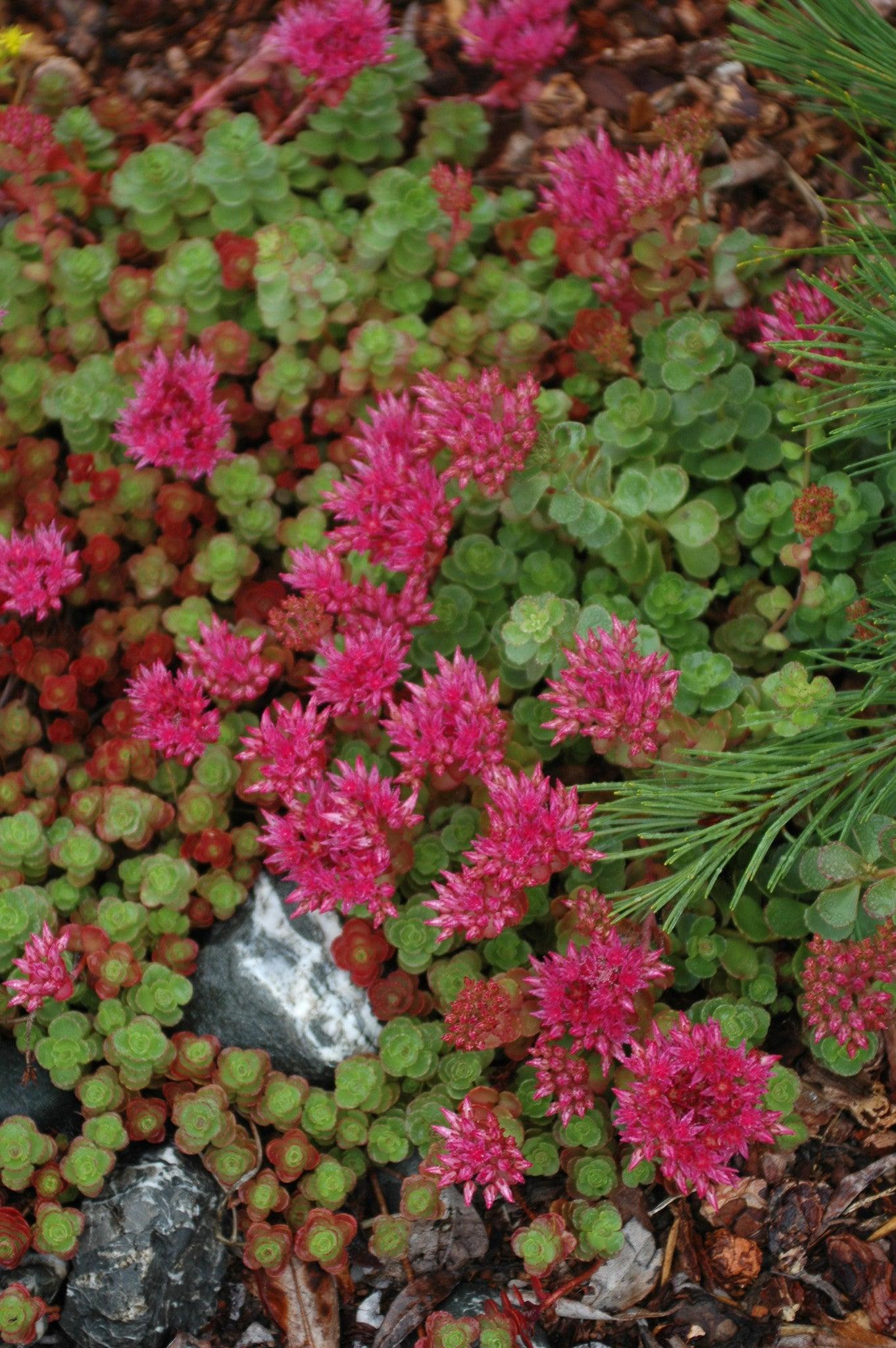 Photo of Two-Row Stonecrop (Phedimus spurius 'Schorbuser Blut') uploaded by Joy