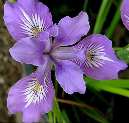 Photo of Species Iris (Iris tenax) uploaded by Joy