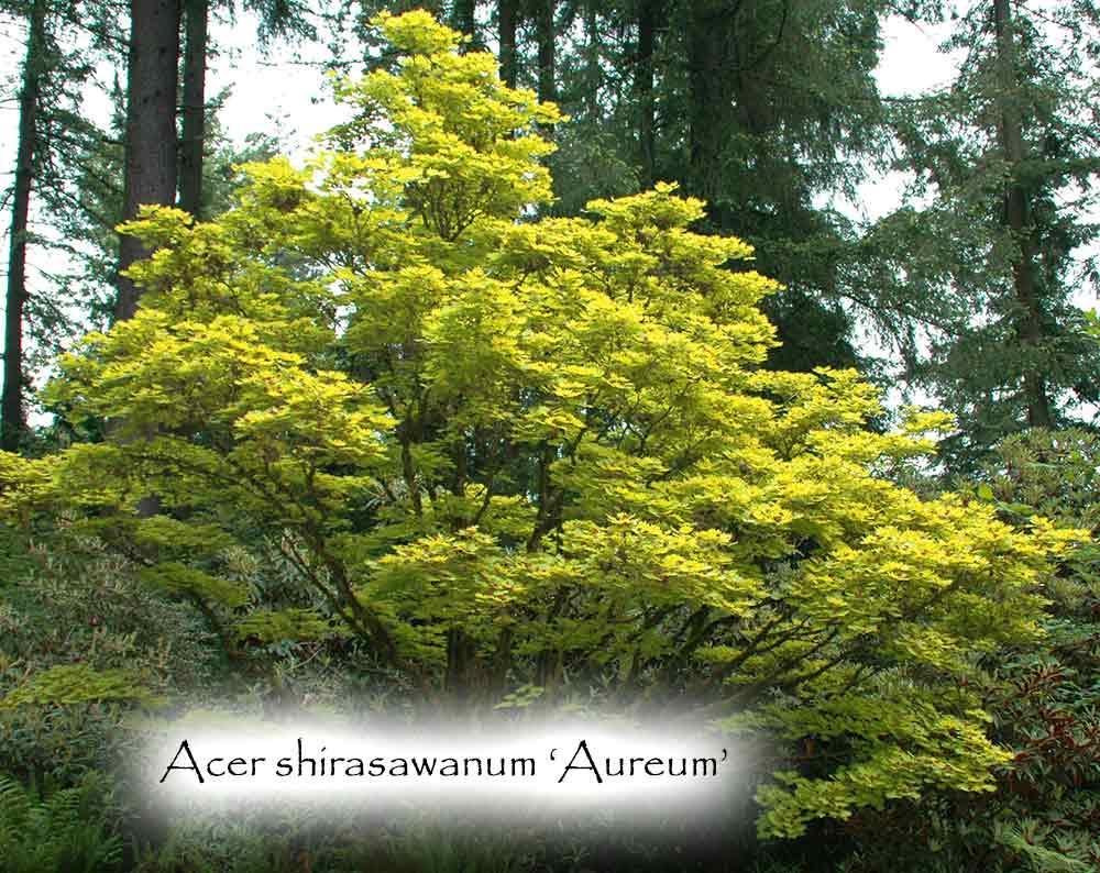 Photo of Golden Full Moon Maple (Acer shirasawanum 'Aureum') uploaded by Joy