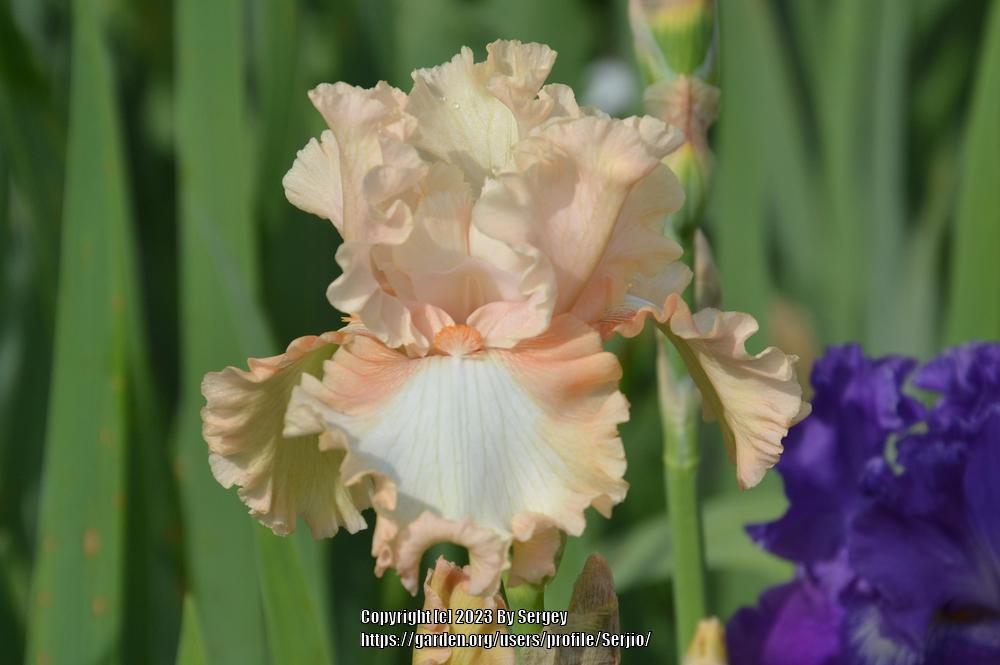 Photo of Tall Bearded Iris (Iris 'Peaches and Dreams') uploaded by Serjio