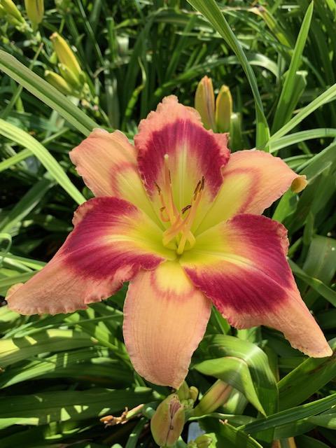 Photo of Daylily (Hemerocallis 'Carnival in Mexico') uploaded by jkporter