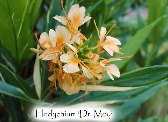 Photo of Ginger Lily (Hedychium 'Dr. Moy') uploaded by Joy