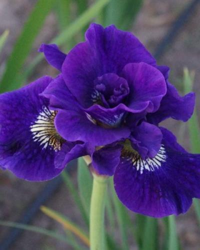 Photo of Siberian Iris (Iris 'Kaboom') uploaded by Joy