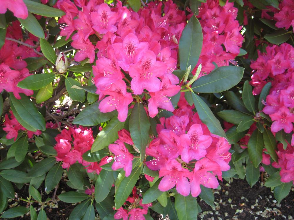 Photo of Rhododendrons (Rhododendron) uploaded by 2Dogsmother