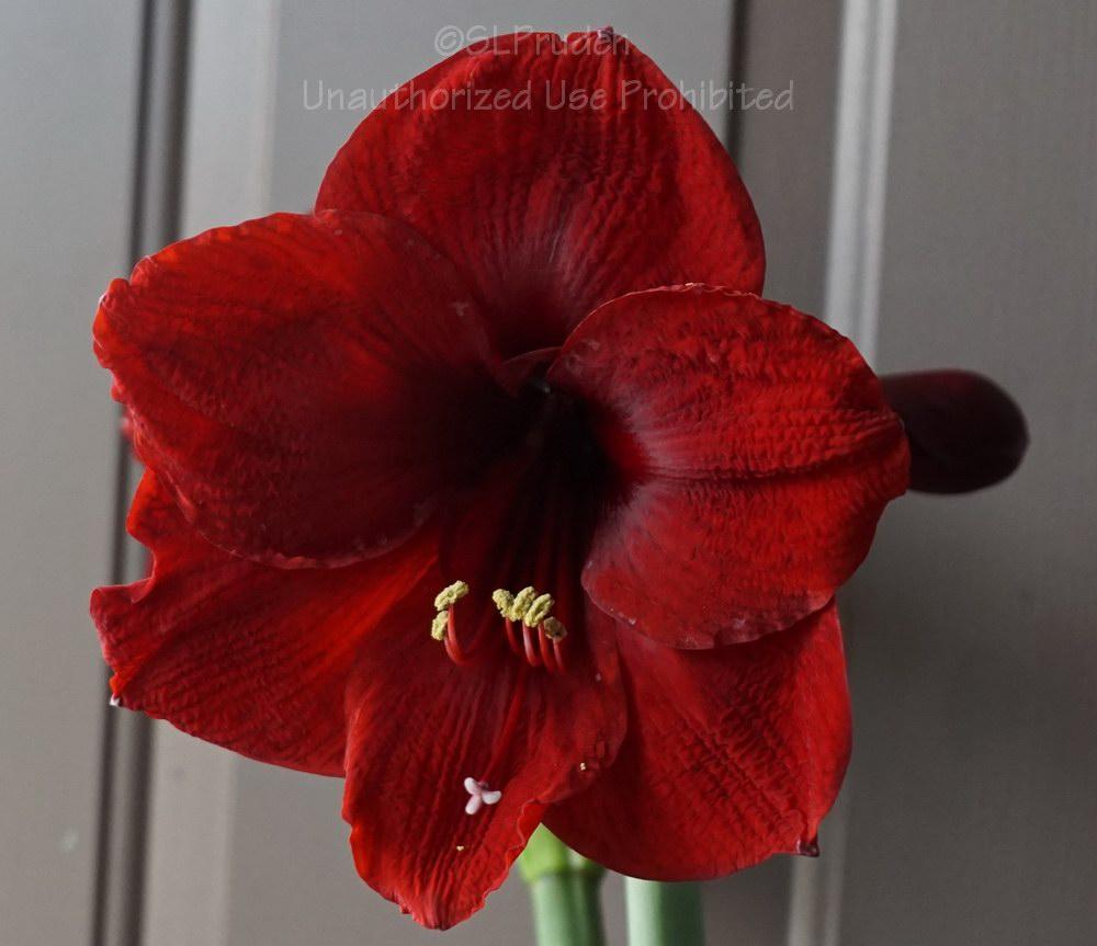 Photo of Amaryllis (Hippeastrum 'Benfica') uploaded by DaylilySLP
