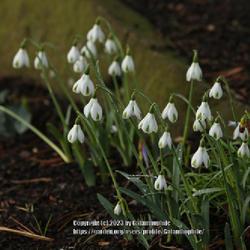 Location: Harlow Carr gardens Harrogate Yorkshire England UK
Date: 2018-02-04
Galanthus Trumps