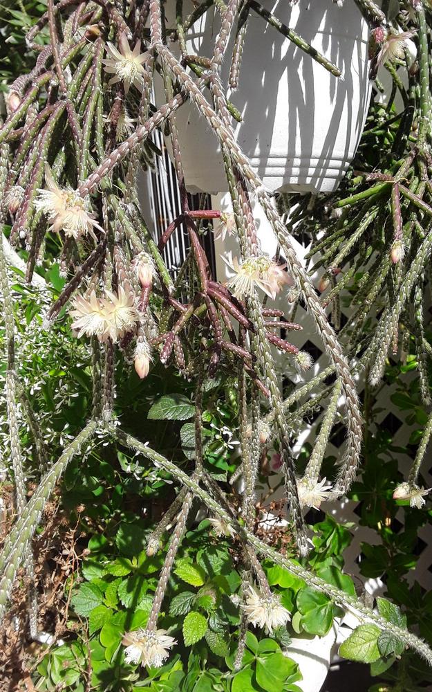 Photo of Mistletoe Cactus (Rhipsalis pilocarpa) uploaded by MySecretIslandGarden