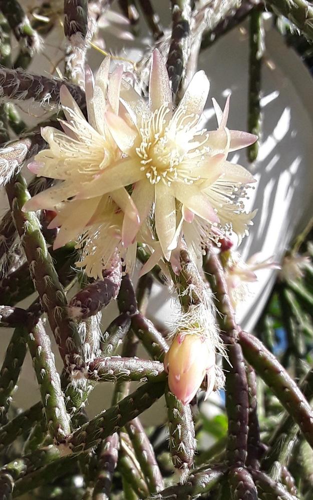 Photo of Mistletoe Cactus (Rhipsalis pilocarpa) uploaded by MySecretIslandGarden