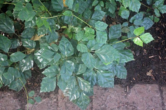 Photo of Grape Ivy (Cissus alata) uploaded by RuuddeBlock