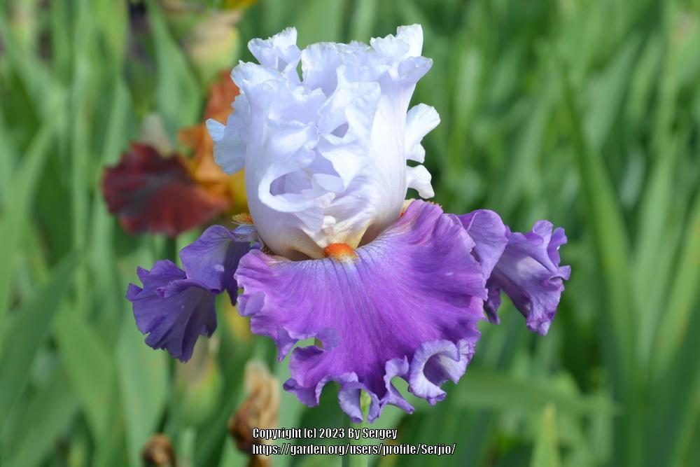Photo of Tall Bearded Iris (Iris 'Piccadilly Party') uploaded by Serjio