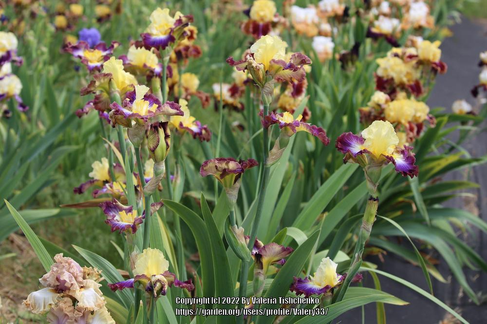 Photo of Tall Bearded Iris (Iris 'Point of No Return') uploaded by Valery33
