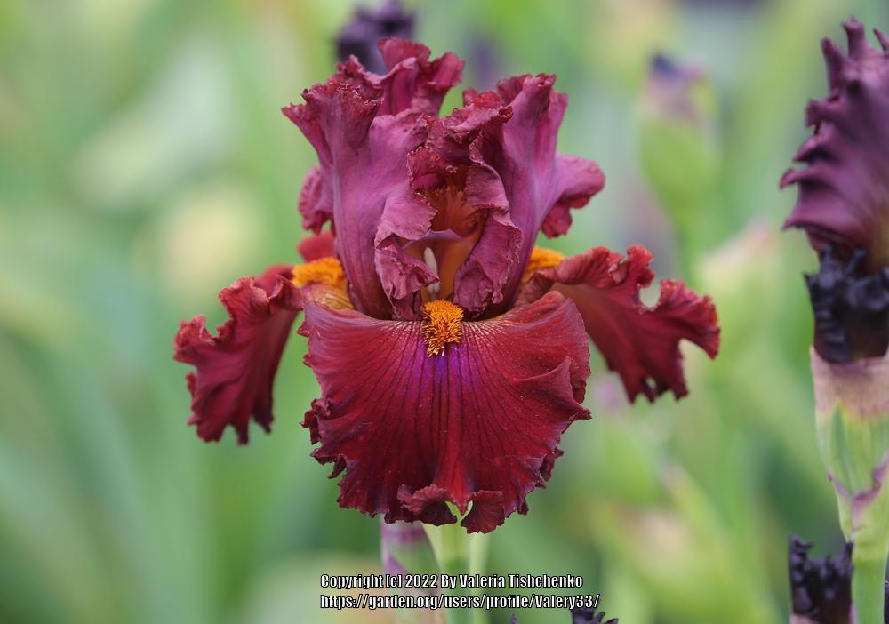 Photo of Tall Bearded Iris (Iris 'Ready for My Closeup') uploaded by Valery33