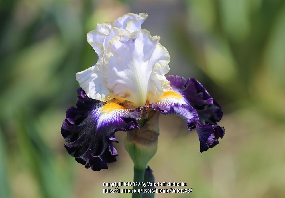 Photo of Tall Bearded Iris (Iris 'Publicity Stunt') uploaded by Valery33