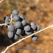 Chinese privet #152, RAB page 831, 153-5-4. AG page 337, 65-4, "C